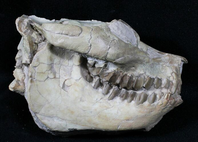 Sweet Oreodont (Leptauchenia) Skull #31522